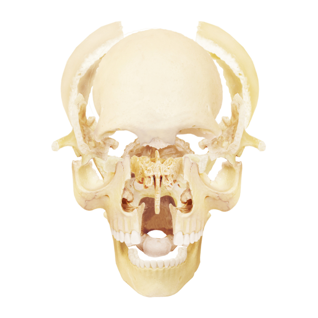 Наукові ігри, фокуси та досліди - Об'ємна модель 4D Master Череп людини (FM-626111)#4