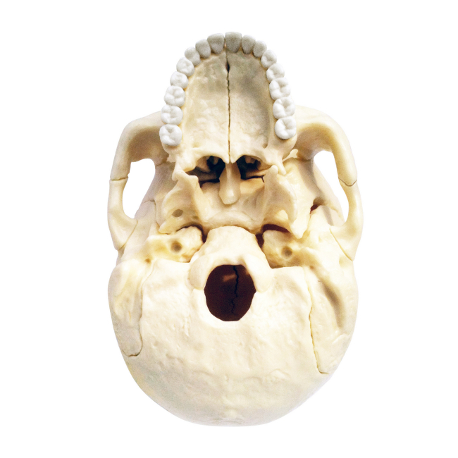 Наукові ігри, фокуси та досліди - Об'ємна модель 4D Master Череп людини (FM-626111)#5