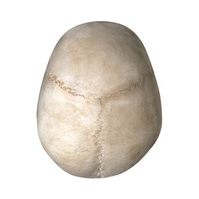 Наукові ігри, фокуси та досліди - Об'ємна модель 4D Master Череп людини (FM-626111)#6