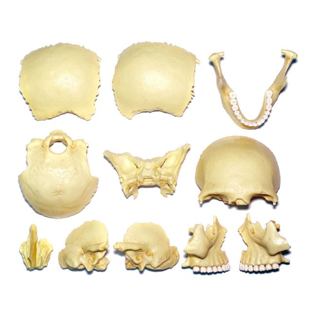 Наукові ігри, фокуси та досліди - Об'ємна модель 4D Master Череп людини (FM-626111)#7