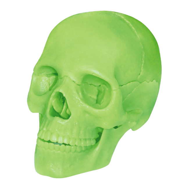 Научные игры, фокусы и опыты - Объемная модель 4D Master Череп человека (FM-626113)#2