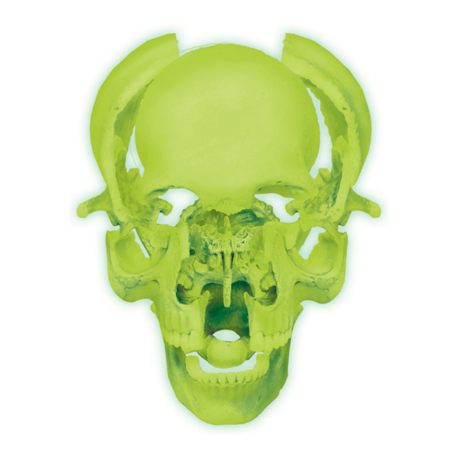 Научные игры, фокусы и опыты - Объемная модель 4D Master Череп человека (FM-626113)#3