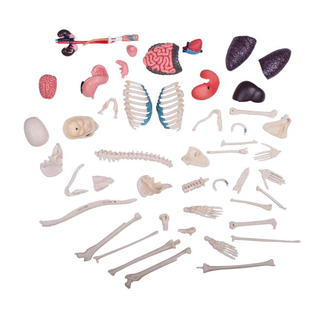 Наукові ігри, фокуси та досліди - Об'ємна модель 4D Master Тіло людини прозоре (FM-626204)#2