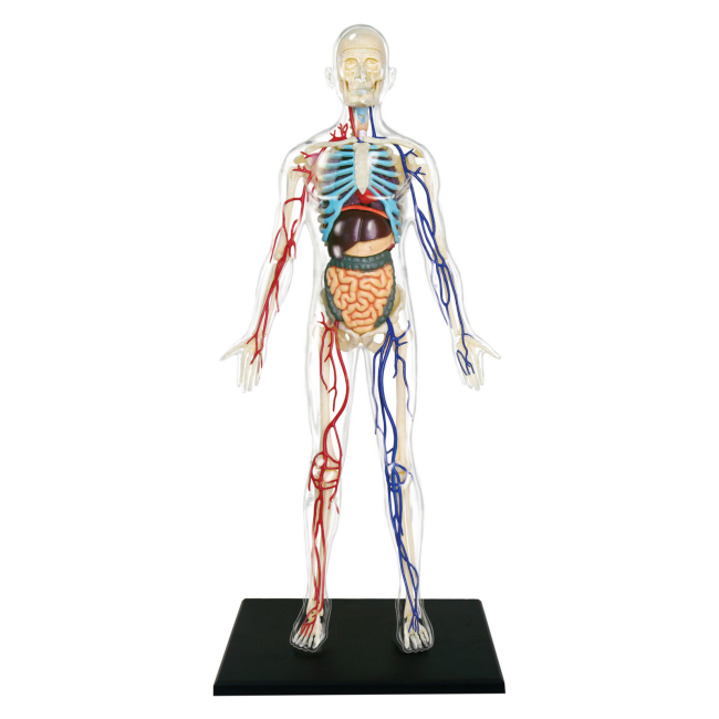 Наукові ігри, фокуси та досліди - Об'ємна модель 4D Master Тіло людини прозоре (FM-626204)#5