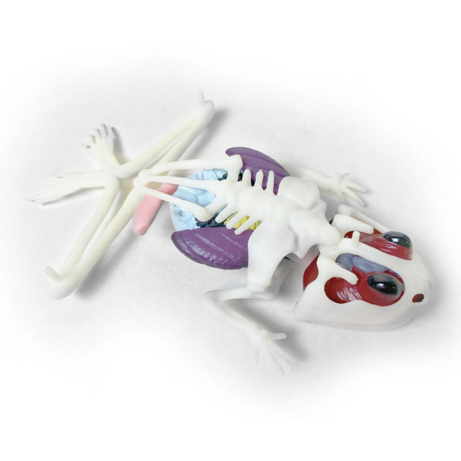 Наукові ігри, фокуси та досліди - Набір для дослідів Joker Slimy lab Анатомія тварин Жаба (38070)#3