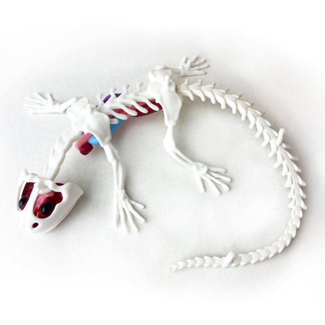 Наукові ігри, фокуси та досліди - Набір для дослідів Joker Slimy lab Анатомія тварин Саламандра (38071)#3