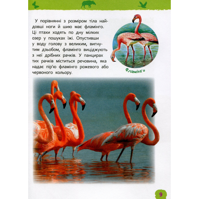 Познавательные книги (4-10 лет) - Книжка «Моя перша енциклопедія Дивовижні тварини» (121234)#4