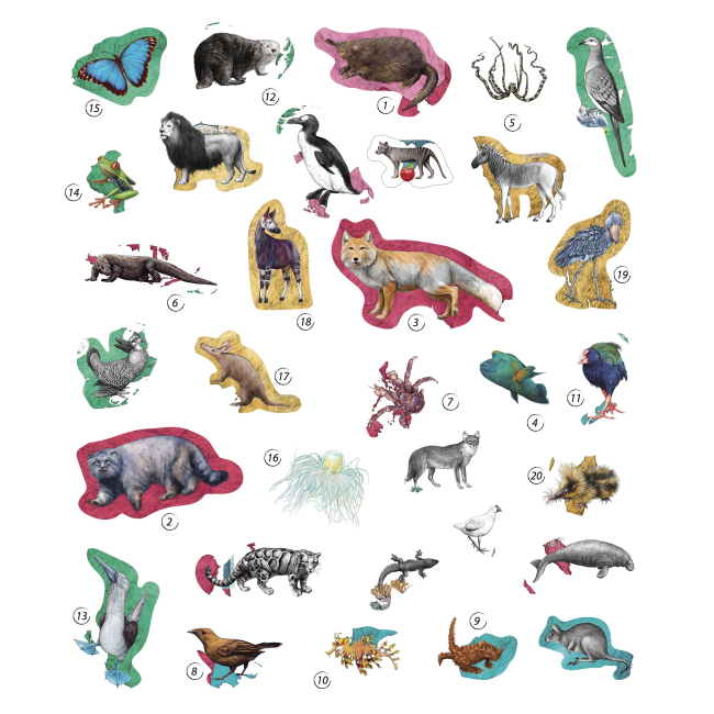 Познавательные книги (4-10 лет) - Книжка «Експедиція за дивовижними тваринами» Елена Шкаврон, Наталія Шейн  (9789669152961)#4