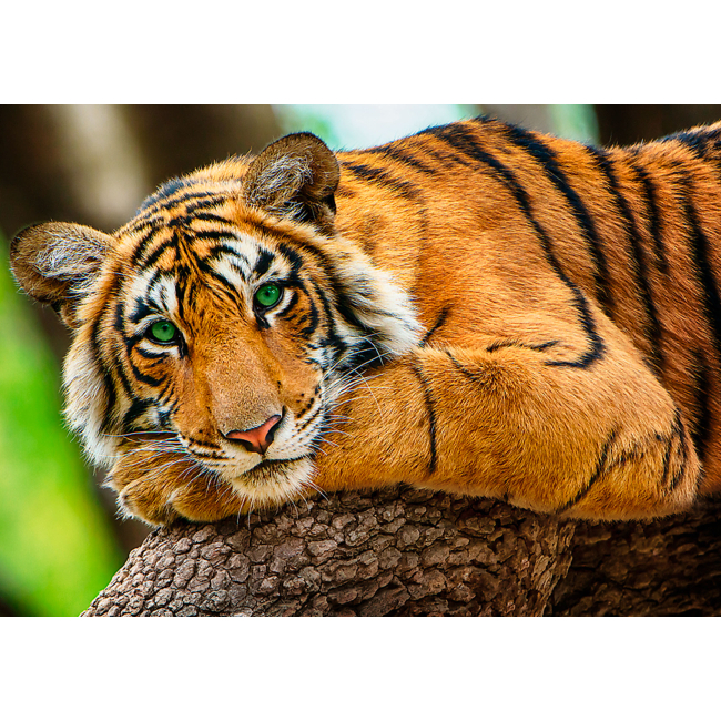 Пазлы - Пазлы Trefl Портрет тигра (37397)#2