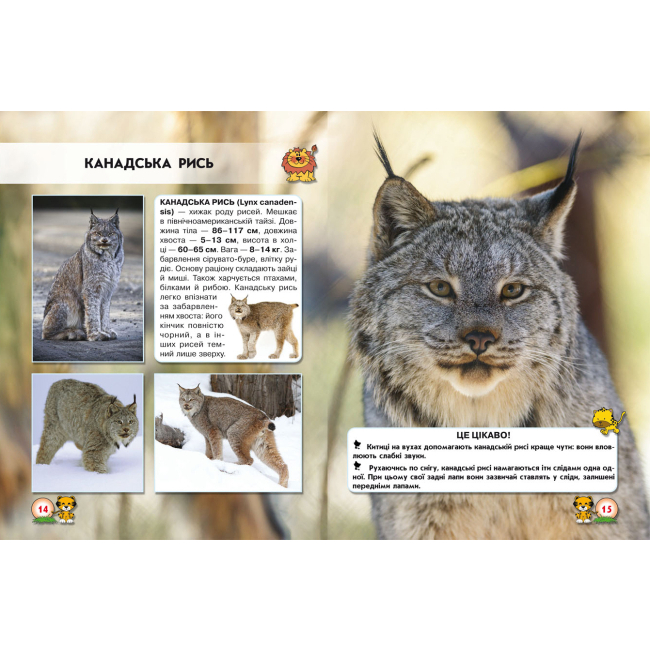 Пізнавальні книги (4-10 років) - Книжка «Світ навколо нас. Великі кішки» (9789669369550)#2