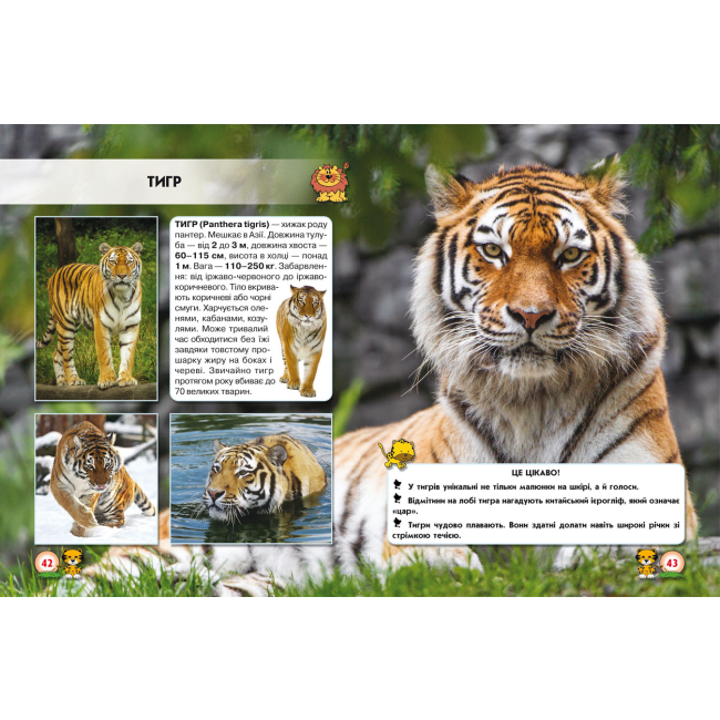 Пізнавальні книги (4-10 років) - Книжка «Світ навколо нас. Великі кішки» (9789669369550)#3