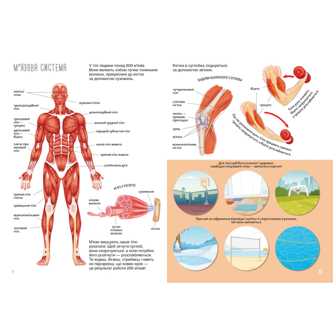 Розмальовки та актівітібуки (2-6 років) - Книжка з наліпками «Тіло людини» (9786175470466)#2