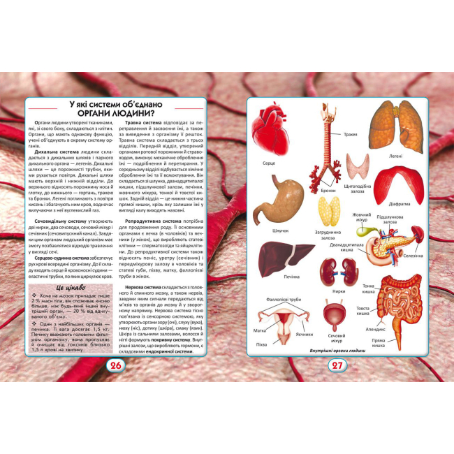 Пізнавальні книги (4-10 років) - Книжка «Ви маєте це знати. Усе про все» (9789669872845)#3