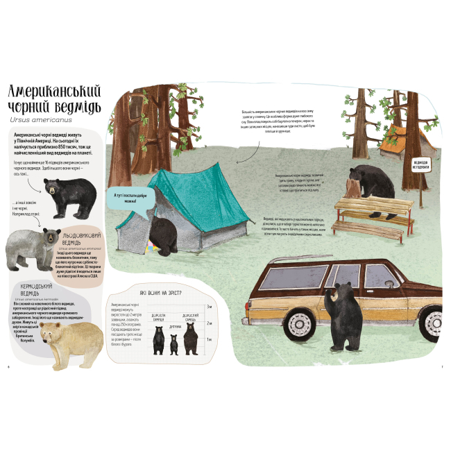 Пізнавальні книги (4-10 років) - Книжка «Ведмежа книга» Кейті Віґґерс (9786177579624)#3