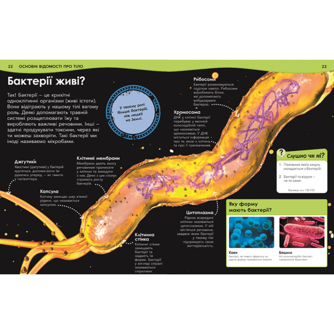 Познавательные книги (4-10 лет) - Книжка «Розширення світогляду : Чому кров червона? І ще 101 чому про людське тіло» (9780241618240)#3