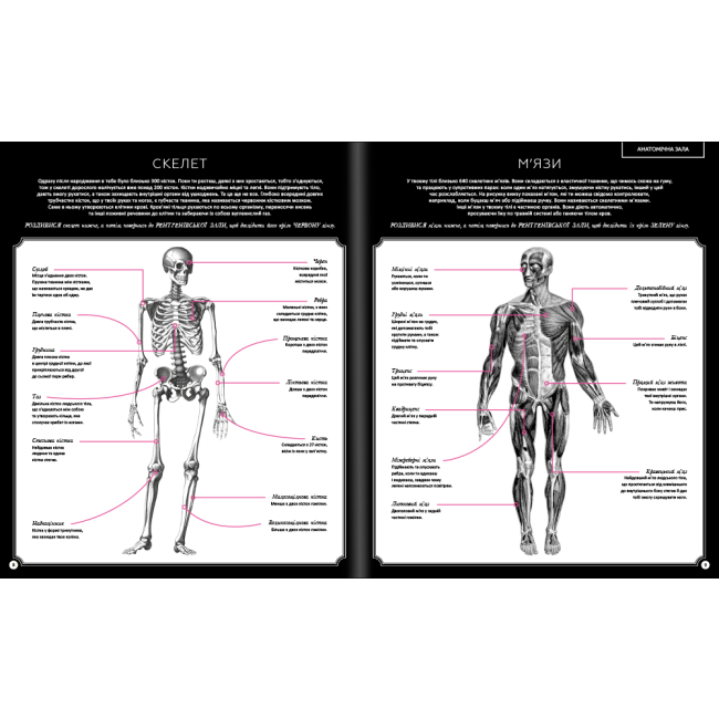Познавательные книги (4-10 лет) - Книжка «Прихований світ людського тіла» (9786177820504)#4