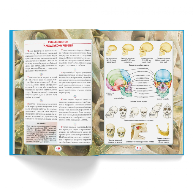 Пізнавальні книги (4-10 років) - Книжка «Ви маєте це знати Тіло людини» (9786175474099)#3