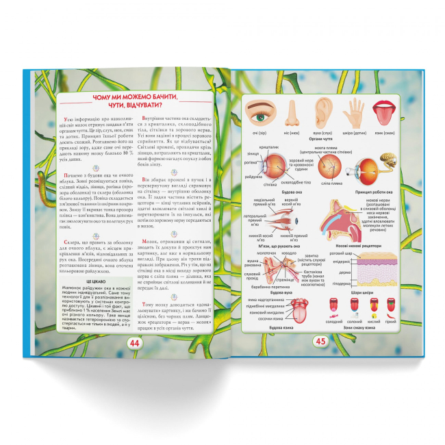 Пізнавальні книги (4-10 років) - Книжка «Ви маєте це знати Тіло людини» (9786175474099)#5