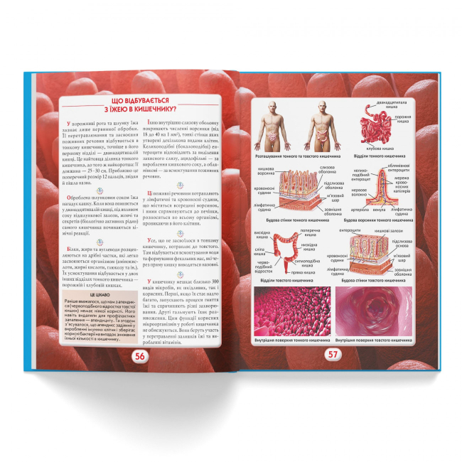 Пізнавальні книги (4-10 років) - Книжка «Ви маєте це знати Тіло людини» (9786175474099)#7