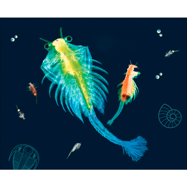 Наукові ігри, фокуси та досліди - Набір для експериментів Kosmos Морські рачки (616779)#2