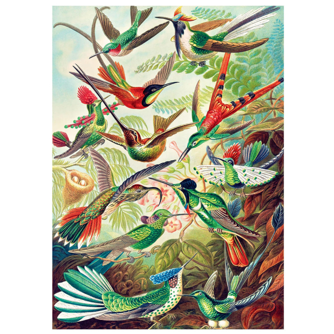 Пазли - Пазл GoodLoot Imagination Ernst Haeckel Hummingbirds Kolibry 1000 елементів (5908305246794)#2