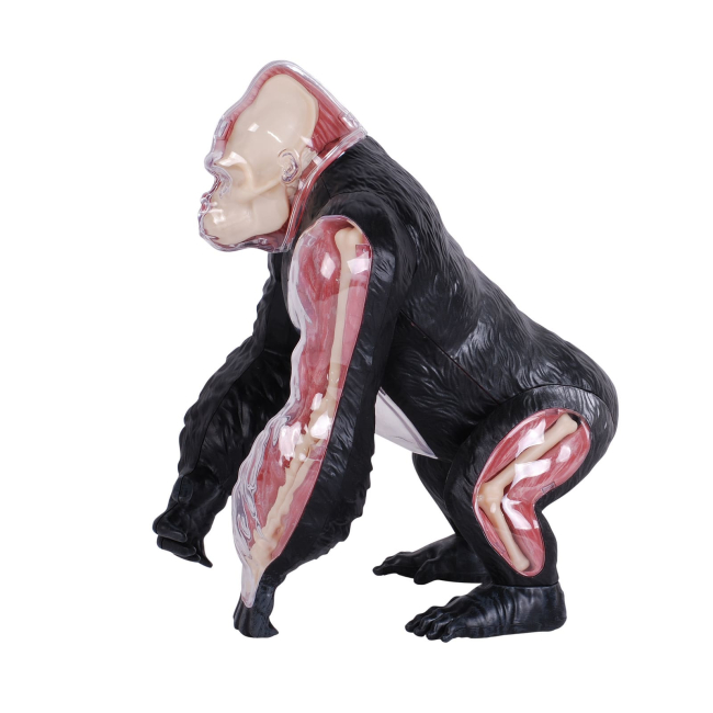 Научные игры, фокусы и опыты - Объемная модель 4D Master Горилла (FM-622012)#3