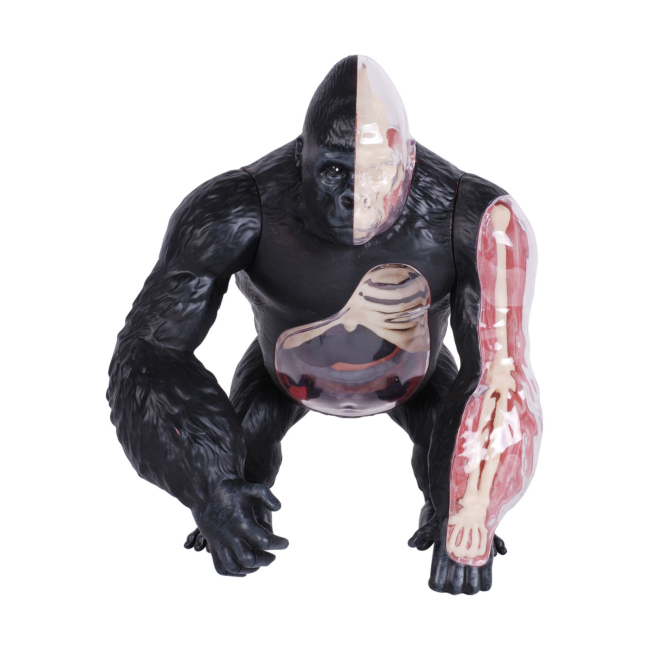 Научные игры, фокусы и опыты - Объемная модель 4D Master Горилла (FM-622012)#4