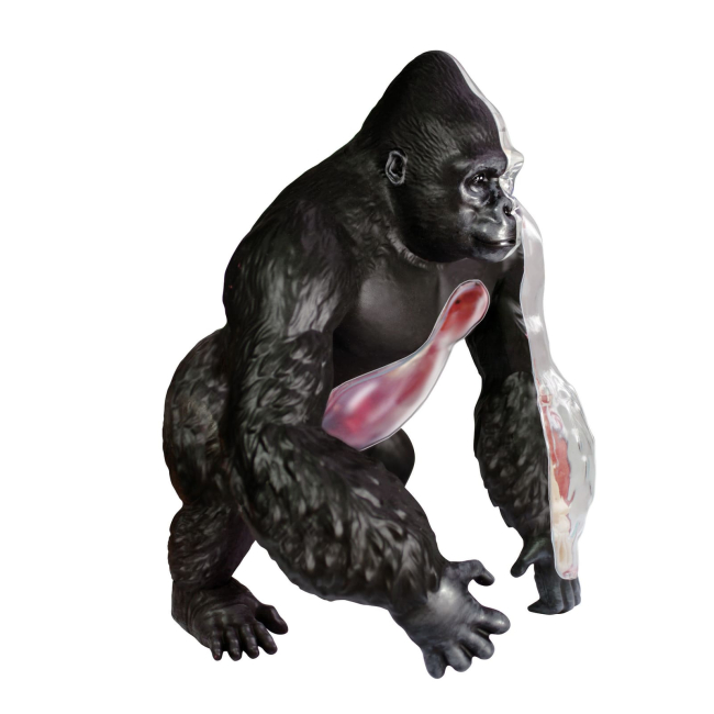 Научные игры, фокусы и опыты - Объемная модель 4D Master Горилла (FM-622012)#5