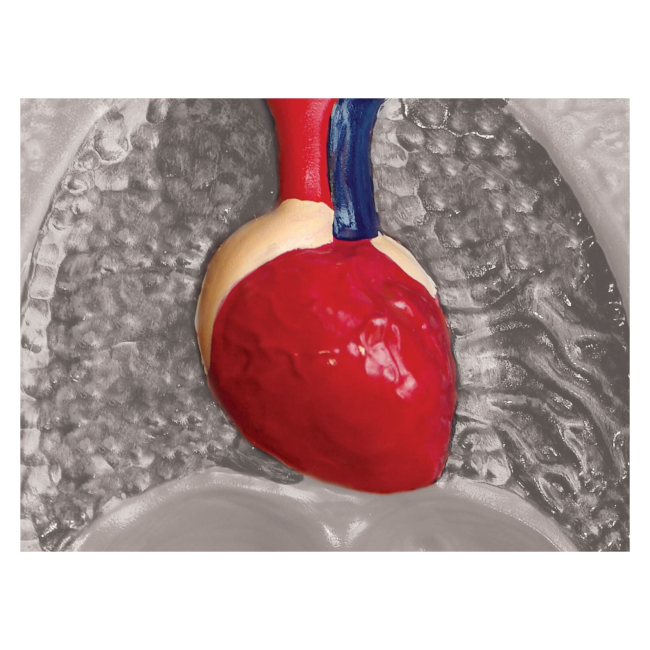 Научные игры, фокусы и опыты - Объемная модель 4D Master Горилла (FM-622012)#6