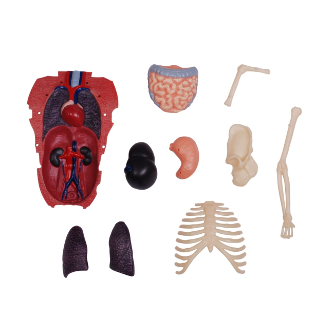 Научные игры, фокусы и опыты - Объемная модель 4D Master Горилла (FM-622012)#7