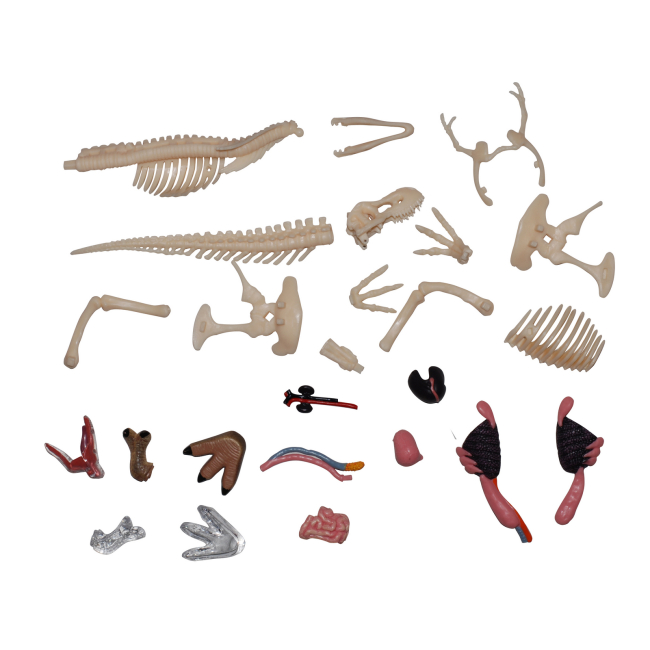 Наукові ігри, фокуси та досліди - Об'ємна модель 4D Master Тиранозавр (FM-622013)#6