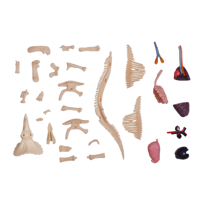 Научные игры, фокусы и опыты - Объемная модель 4D Master Трицератопс (FM-622014)#6