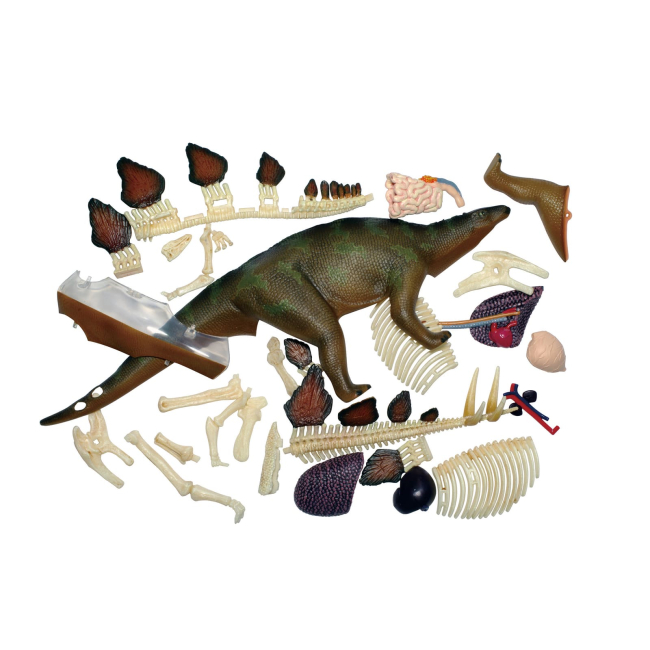 Научные игры, фокусы и опыты - Объемная модель 4D Master Стегозавр (FM-622016)#7