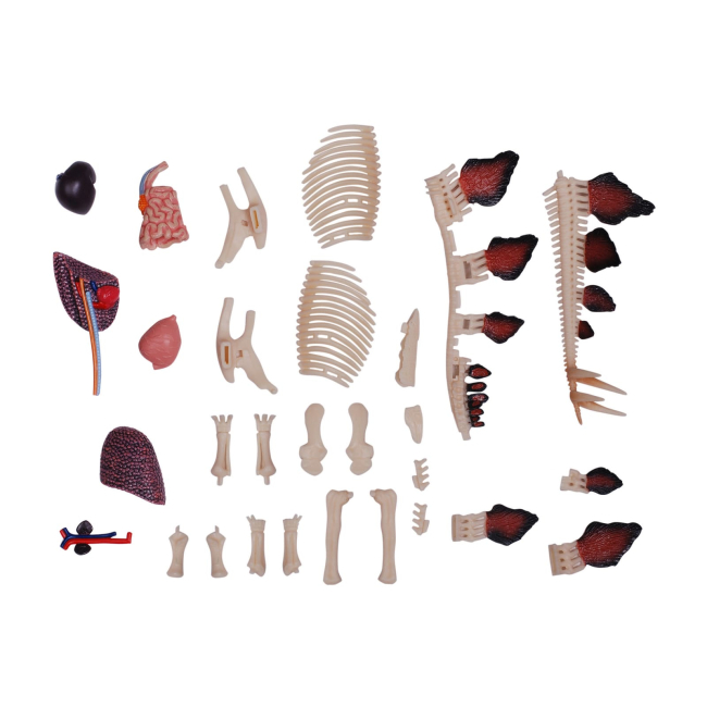 Научные игры, фокусы и опыты - Объемная модель 4D Master Стегозавр (FM-622016)#8