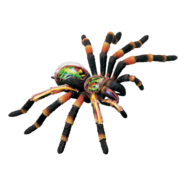 Научные игры, фокусы и опыты - Объемная модель 4D Master Паук Тарантул (FM-622032)#2