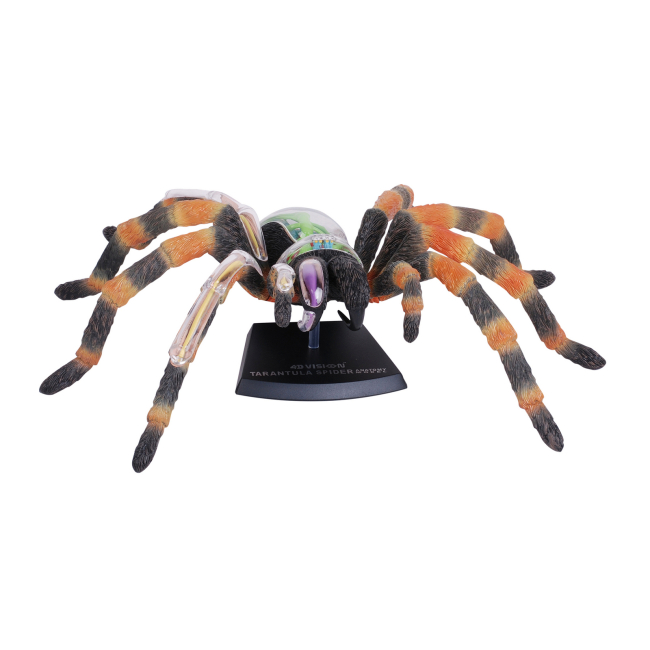 Научные игры, фокусы и опыты - Объемная модель 4D Master Паук Тарантул (FM-622032)#3