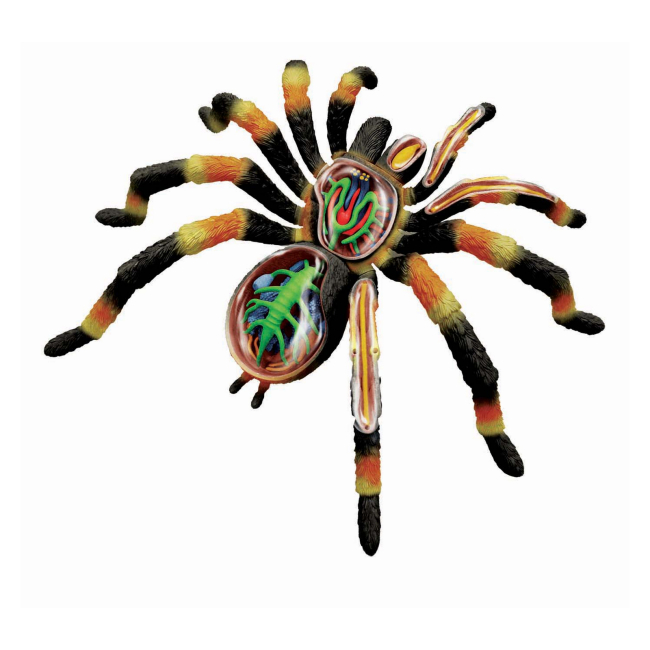 Научные игры, фокусы и опыты - Объемная модель 4D Master Паук Тарантул (FM-622032)#4