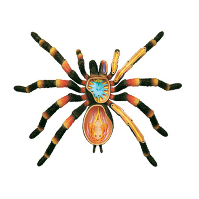 Научные игры, фокусы и опыты - Объемная модель 4D Master Паук Тарантул (FM-622032)#5