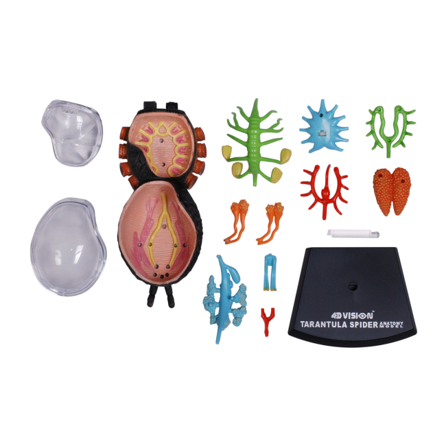 Научные игры, фокусы и опыты - Объемная модель 4D Master Паук Тарантул (FM-622032)#7