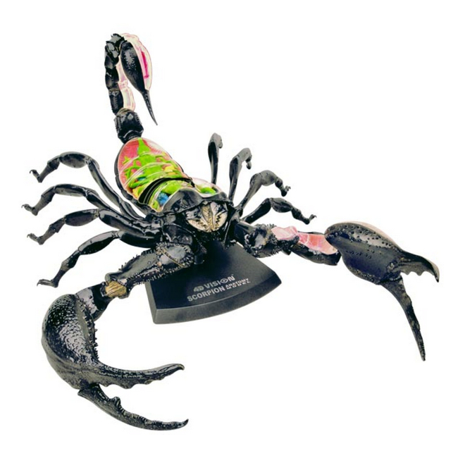 Научные игры, фокусы и опыты - Объемная модель 4D Master Скорпион (FM-622033)#2