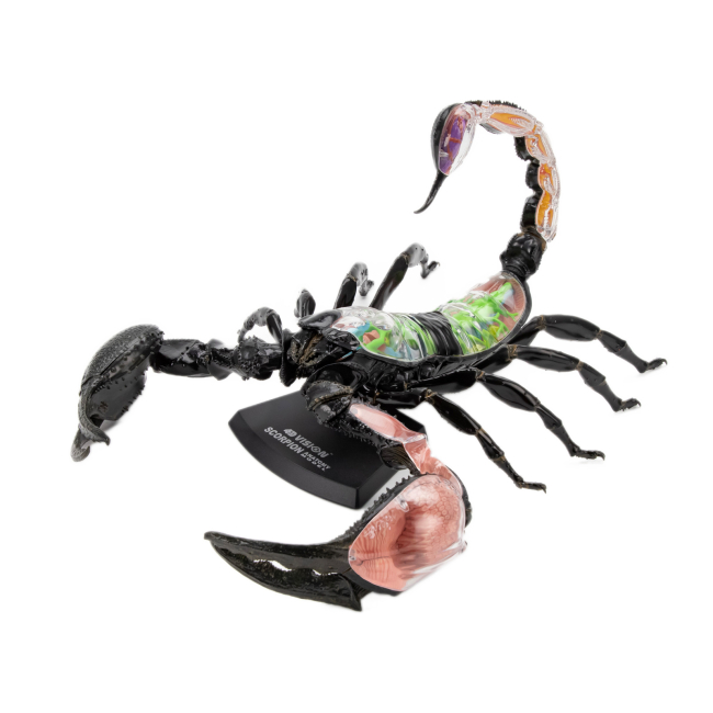Научные игры, фокусы и опыты - Объемная модель 4D Master Скорпион (FM-622033)#3