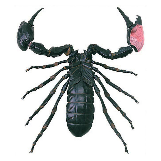 Научные игры, фокусы и опыты - Объемная модель 4D Master Скорпион (FM-622033)#4