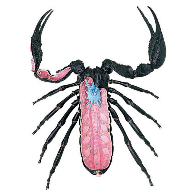 Научные игры, фокусы и опыты - Объемная модель 4D Master Скорпион (FM-622033)#5