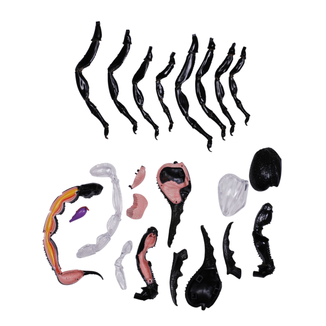 Научные игры, фокусы и опыты - Объемная модель 4D Master Скорпион (FM-622033)#6