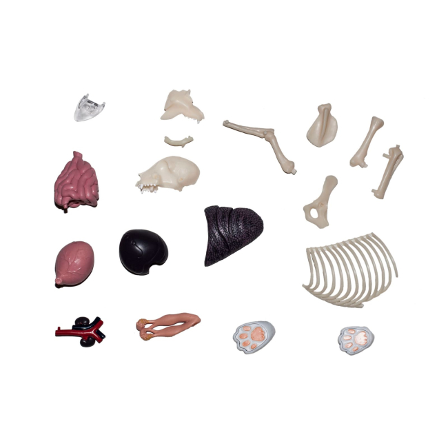 Наукові ігри, фокуси та досліди - Об'ємна модель 4D Master Кіт (FM-622040)#5