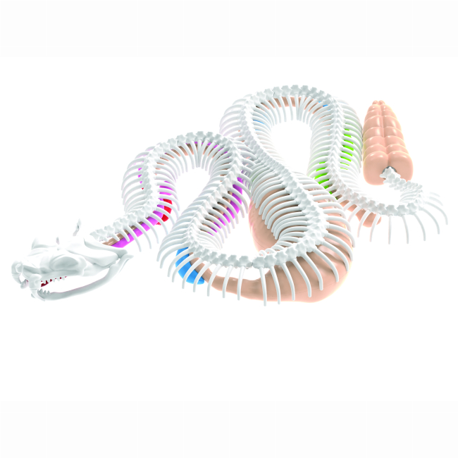 Наукові ігри, фокуси та досліди - Набір для дослідів Joker Slimy Lab Анатомія тварин Гремуча змія (38095)#3