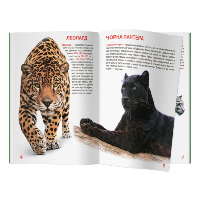 Пізнавальні книги (4-10 років) - Книжка «Велика книжка. Дикі кішки»  (9786177268177)#2