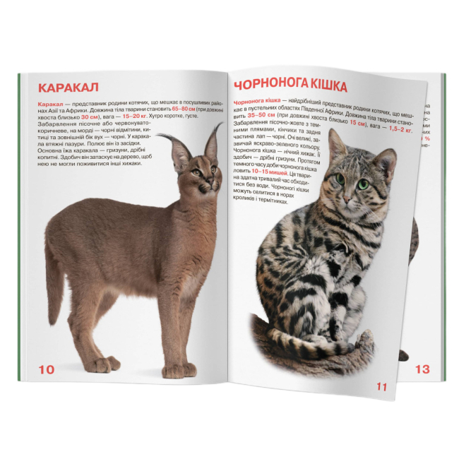 Пізнавальні книги (4-10 років) - Книжка «Велика книжка. Дикі кішки»  (9786177268177)#3