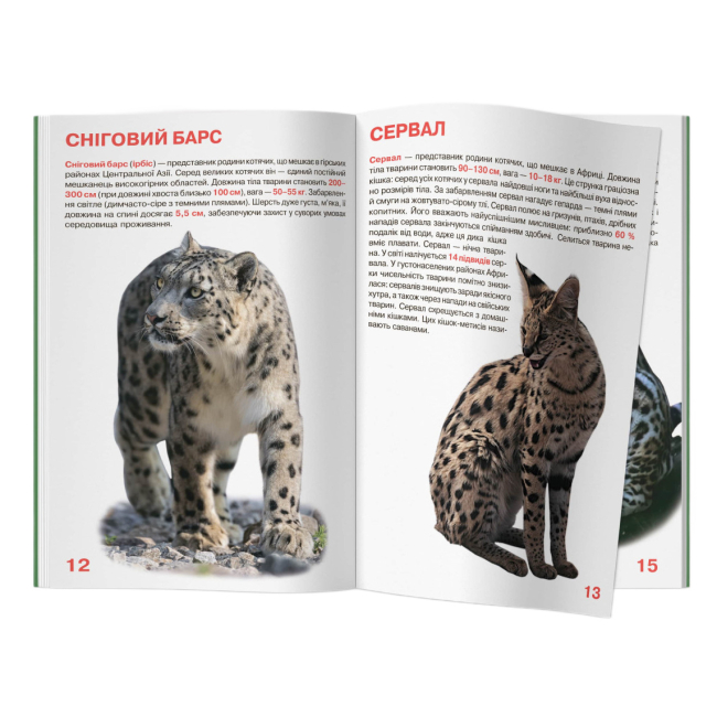 Пізнавальні книги (4-10 років) - Книжка «Велика книжка. Дикі кішки»  (9786177268177)#4