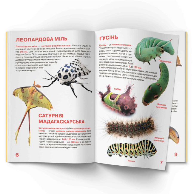 Пізнавальні книги (4-10 років) - Книжка «Велика книжка. Комахи» (9789669363824)#3